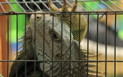 Merayakan Hari Puspa dan Satwa dengan Mengenal Hewan serta Mencintai Tumbuhan